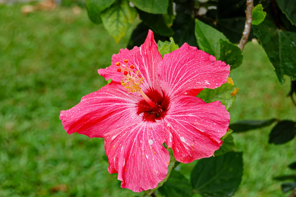 Fleur d'hibiscus