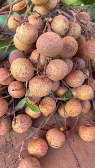 Grappe de longanis