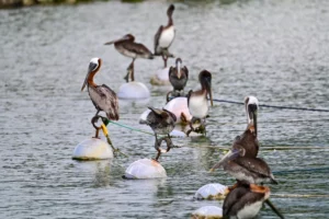 Pelicans