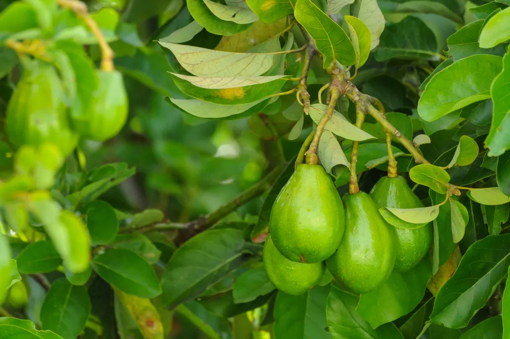 Fruit avocat