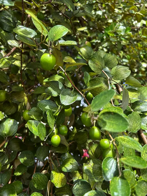 jujubes juveniles 1