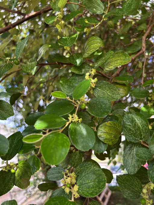 jujubes juveniles 2