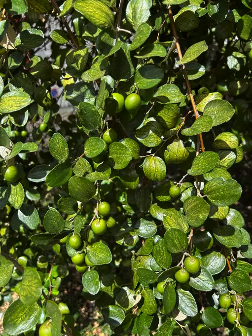 jujubes juveniles 3