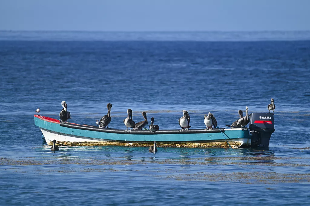 pelicans au carbet 1