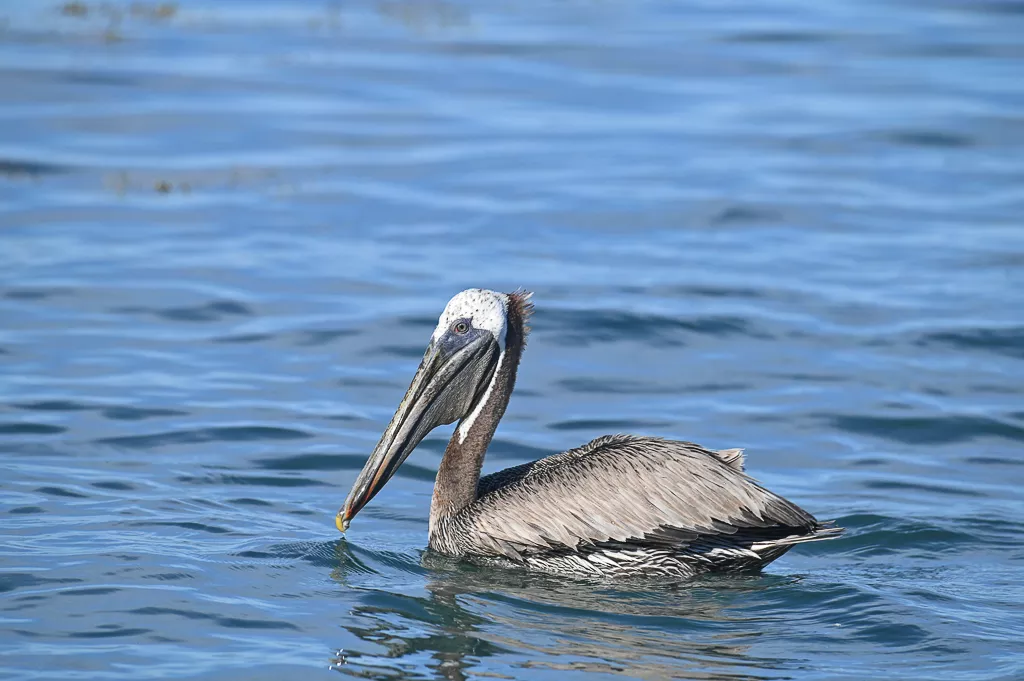 pelicans au carbet 2