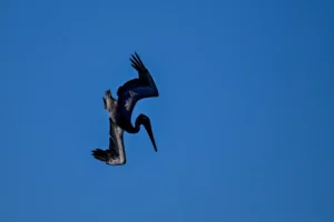 plongeon pelican