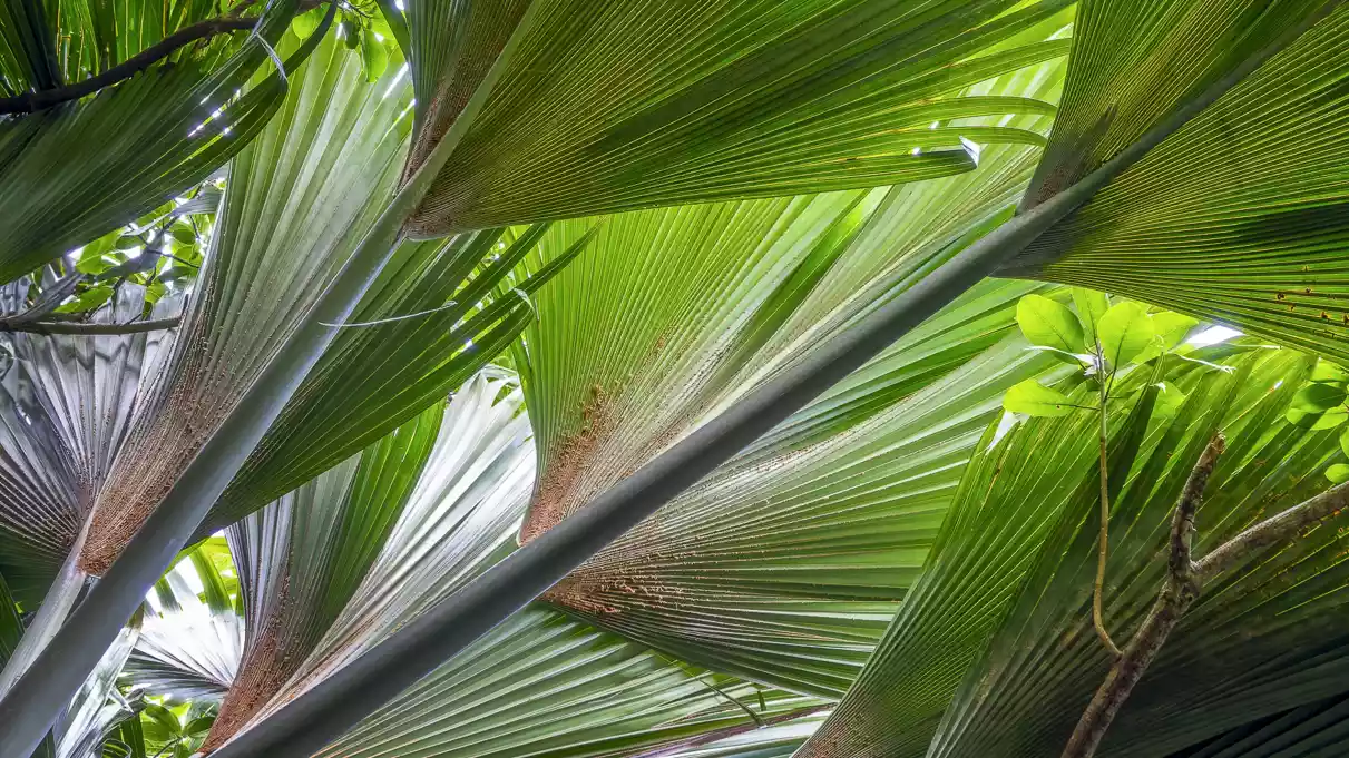 coco de mer 3