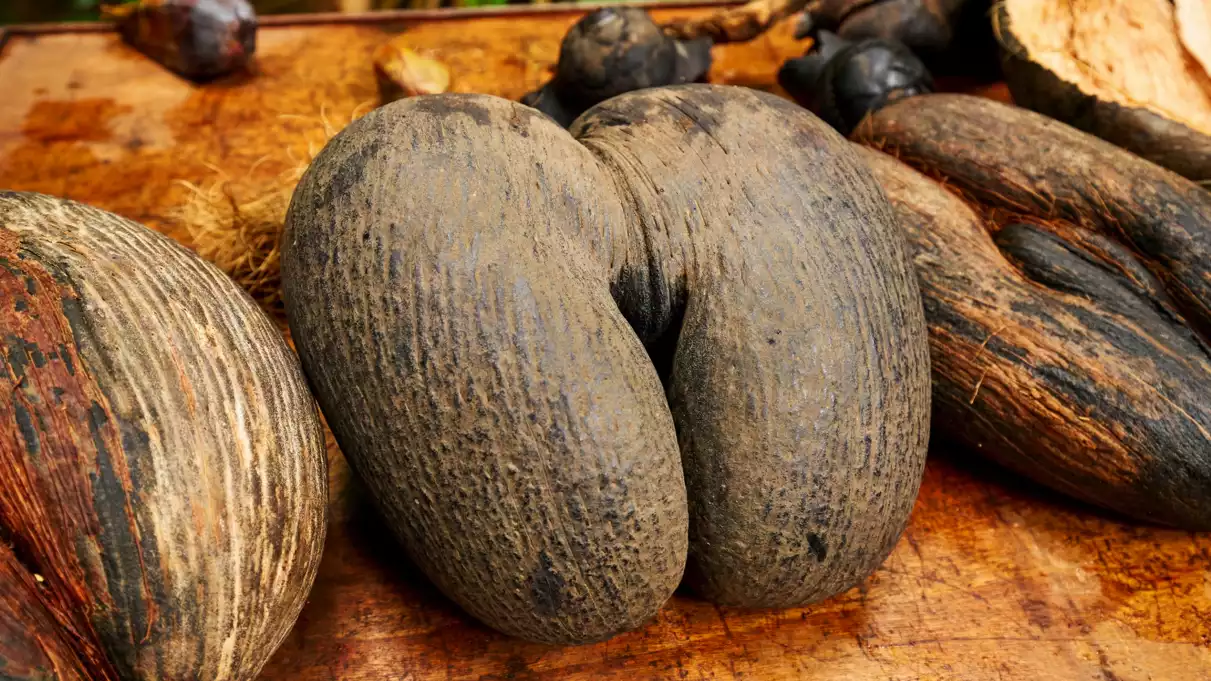 coco de mer