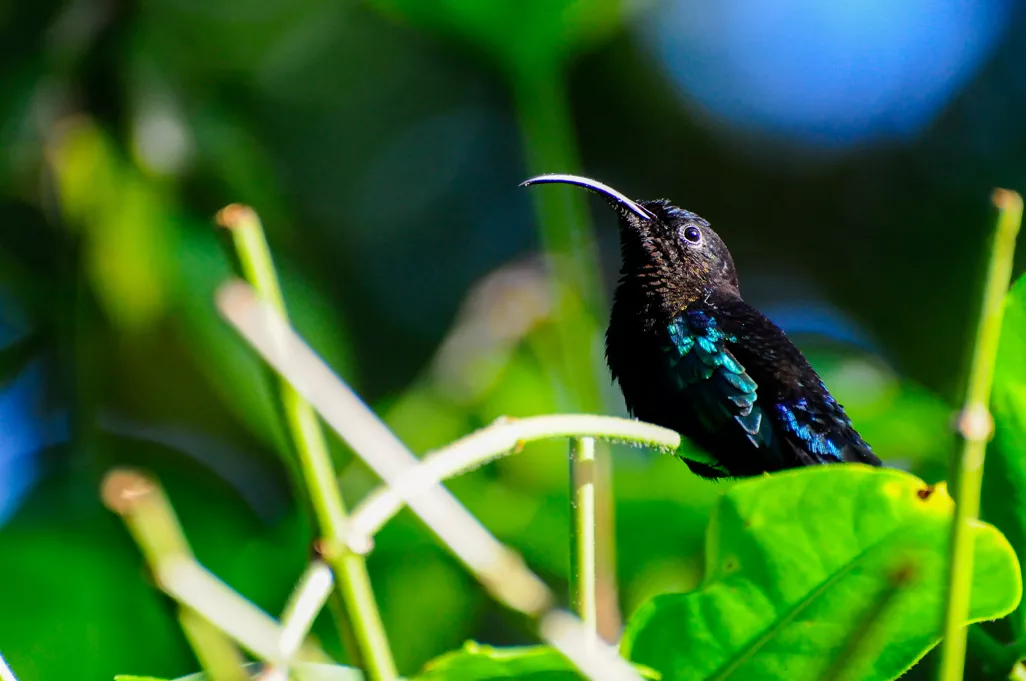 Colibri-1-1.webp
