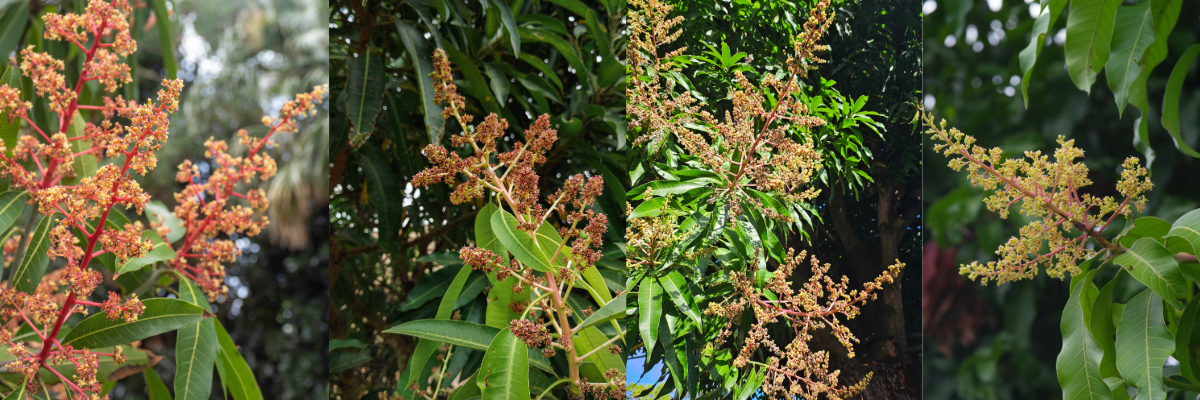 fleurs du manguier
