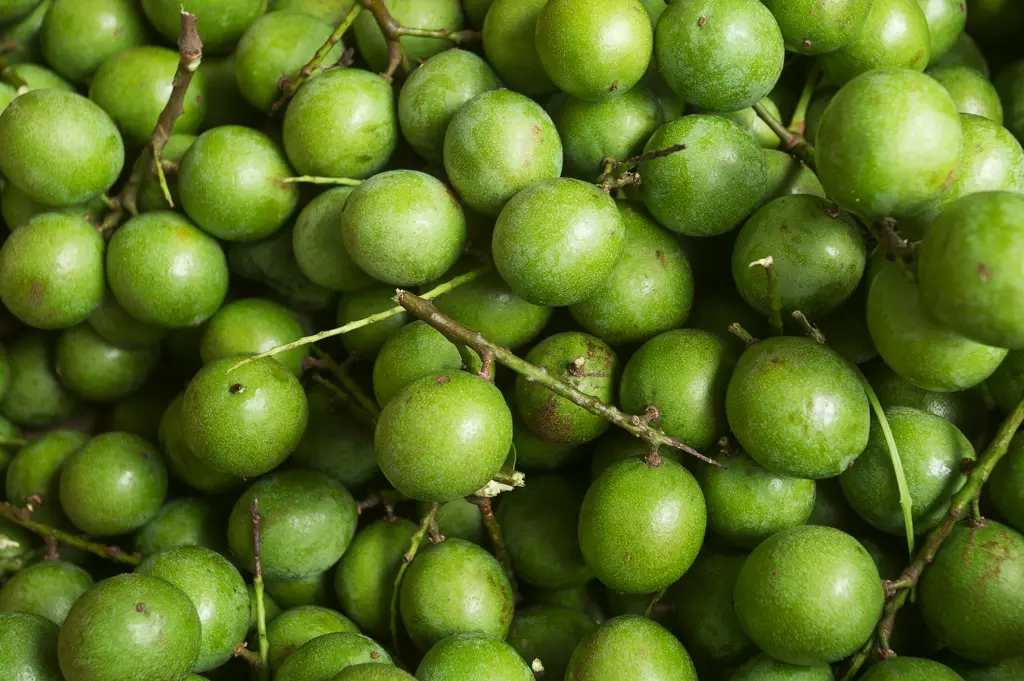 quenette 7