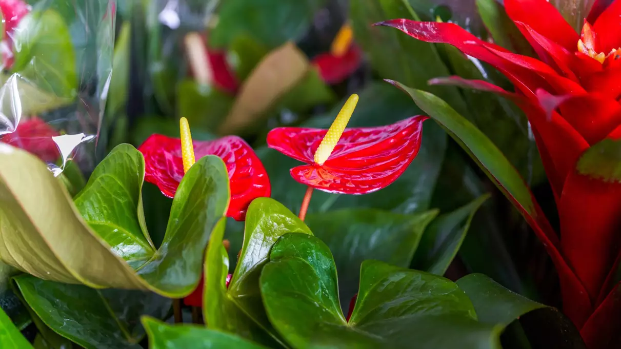fleurs du marché