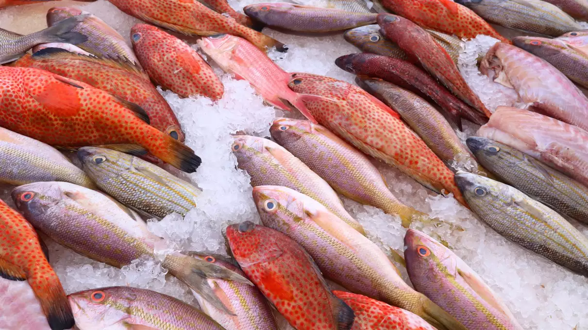 poissons rouges