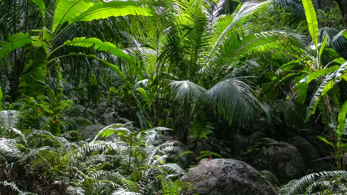 vallée de mai praslin 1