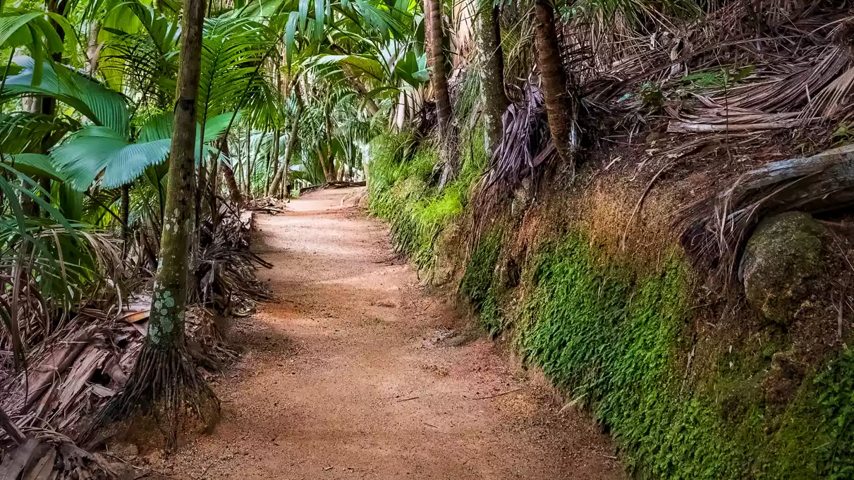 vallée de mai praslin 4