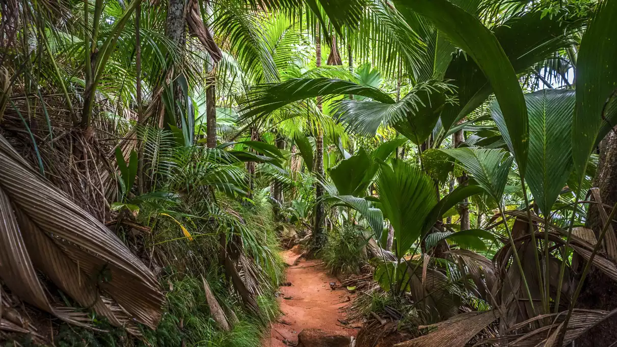 vallée de mai praslin 5