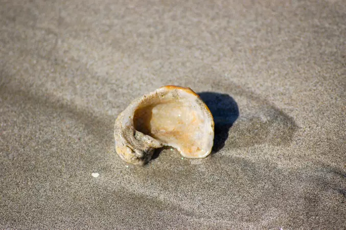 coquillage et sable