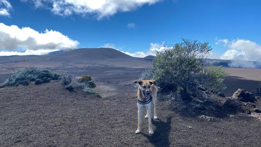 randonner avec son chien à la réunion