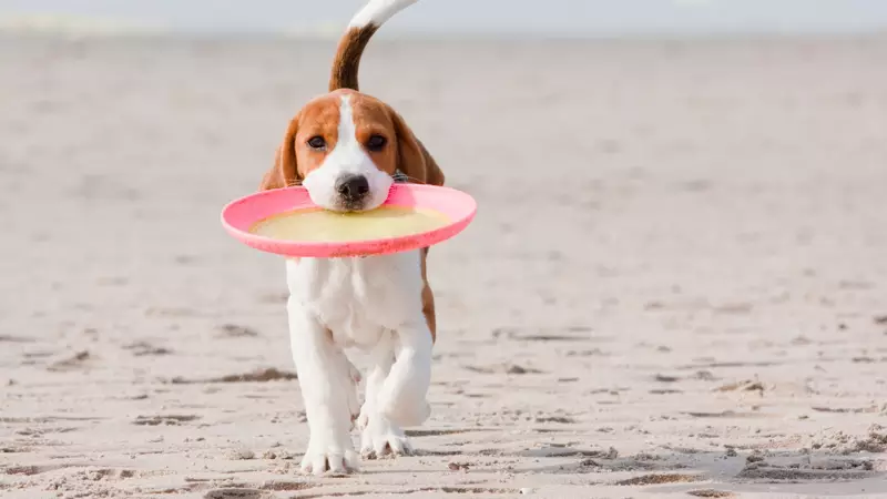 chien à la plage