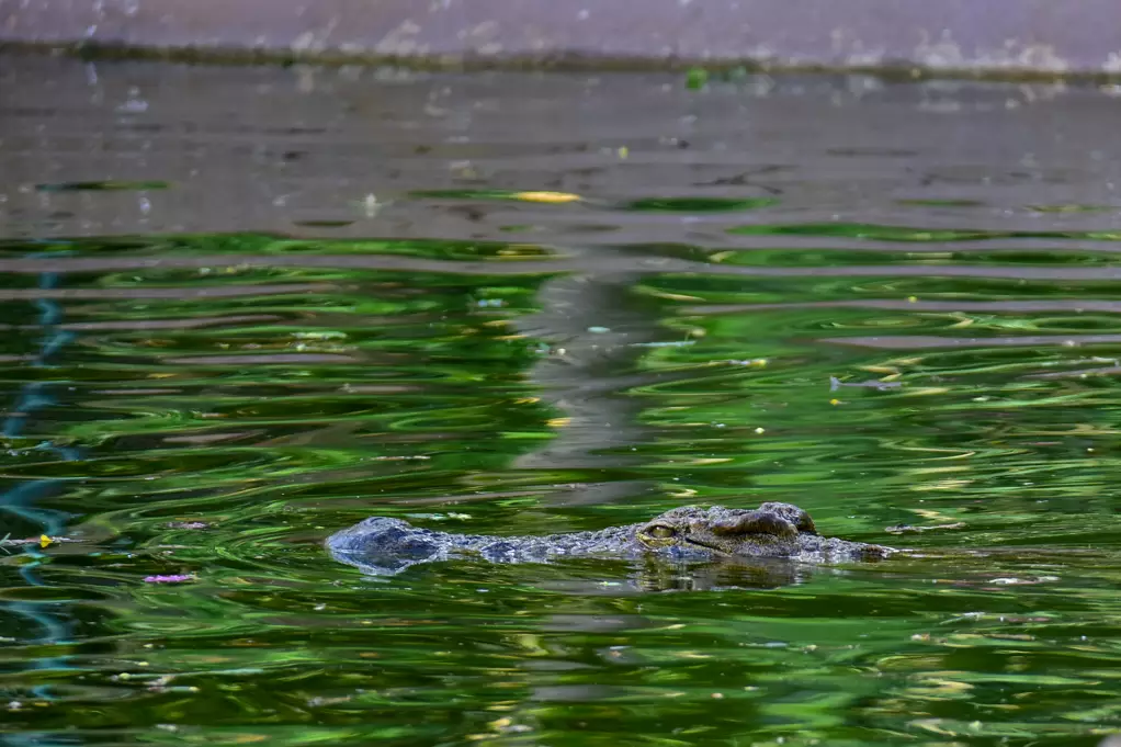 croc parc 12