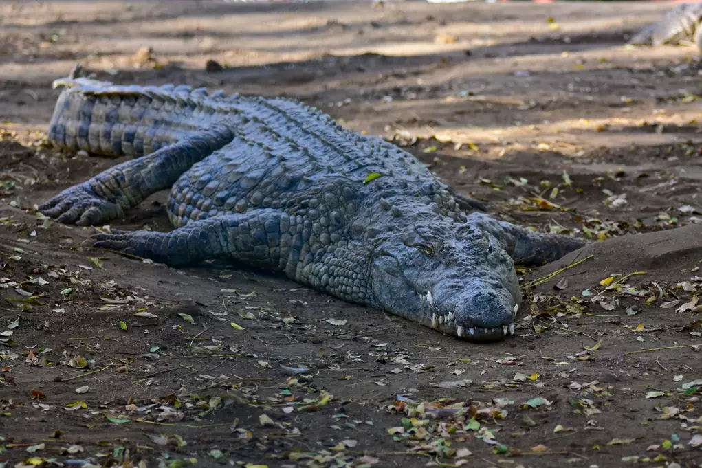 croc parc 14