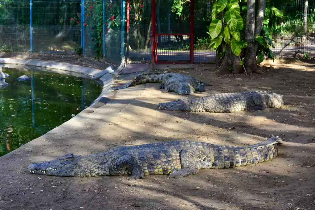 croc parc 16
