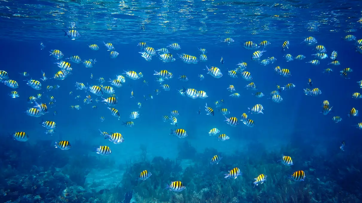snorkeling 2