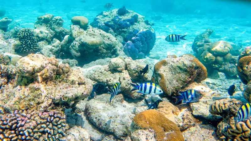 snorkeling sey 3
