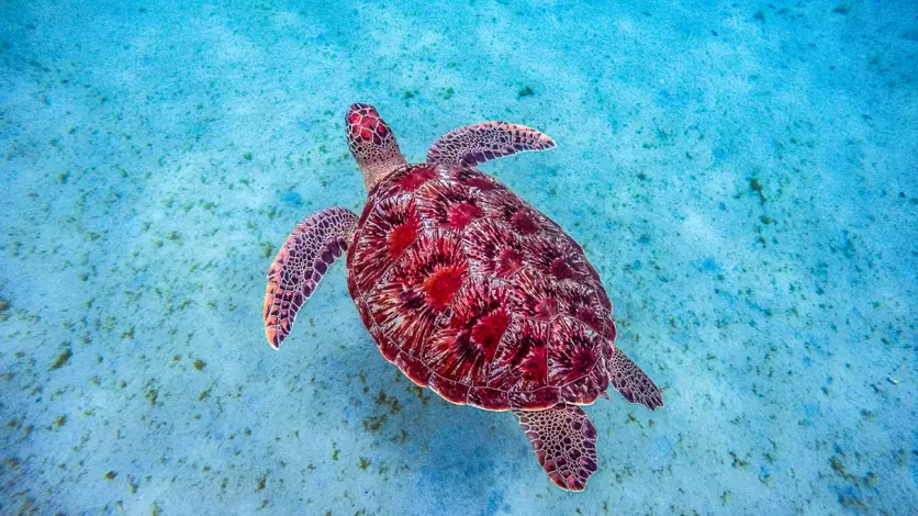snorkeling tortue